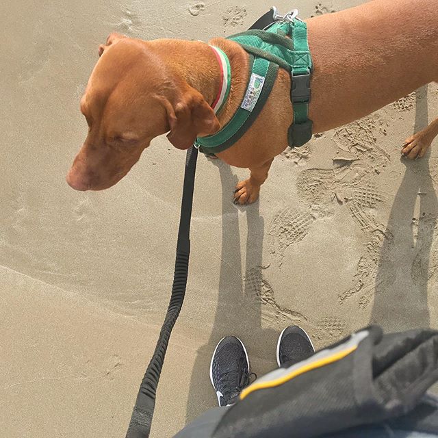 No sunny shadows for our run today unfortunately, but I’ve been loving getting out with Brody and making the most of our new running lead. It secures on a belt around my waist with pockets for a phone and dog bags, which means I can run hands free (often getting dragged along at a speed I’d rather not be going, mind you, but still 🙈). Today we ran in the rain, with only a curious selkie on the beach for company - loved it. That’s my last run of the week before the 10k at the Castle of Mey on Sunday. Guess which idiot thought it would be a good idea to sign up? #wishmeluck 🏃‍♀️🤞 🙈